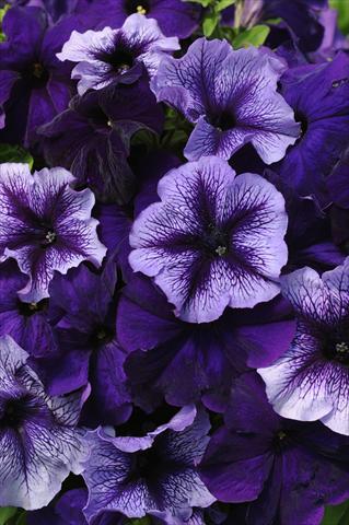 foto van een variëteit aan bloemen, te gebruiken als: Potplant, perkplant, patioplant 2 Combo Fuseables® Petunia Pleasantly Blue