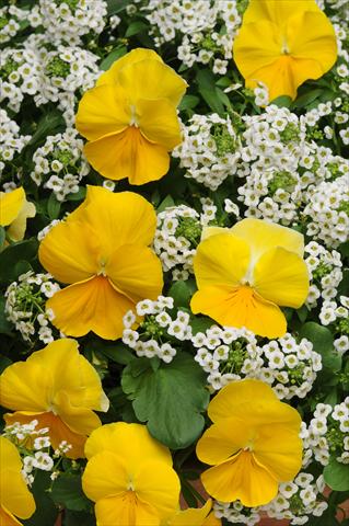 foto van een variëteit aan bloemen, te gebruiken als: Potplant, perkplant, patioplant 2 Combo Fuseables® Sunny Day