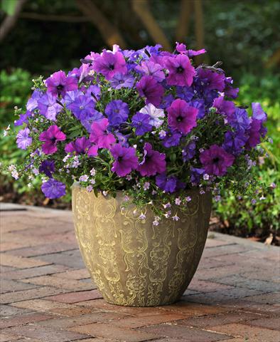 foto van een variëteit aan bloemen, te gebruiken als: Potplant, perkplant, patioplant 3 Combo Fuseables® Healing Waters