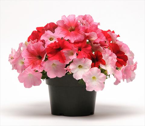 foto van een variëteit aan bloemen, te gebruiken als: Potplant, perkplant, patioplant 3 Combo Fuseables® Petunia Strawberry Wine