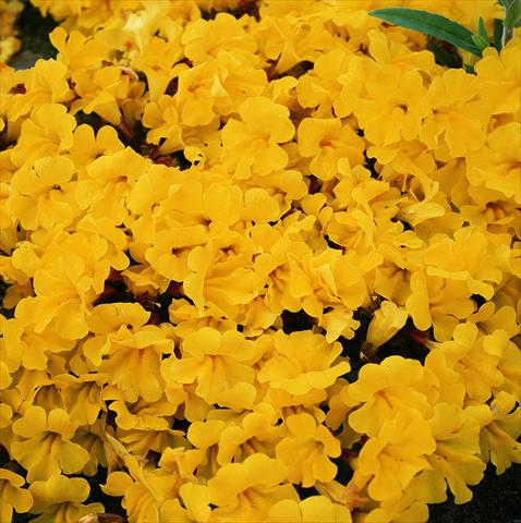 foto van een variëteit aan bloemen, te gebruiken als: Korf / Pot Mimulus x hybrida F.1 Magic Yellow