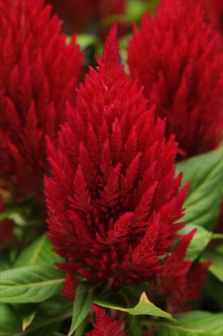 foto van een variëteit aan bloemen, te gebruiken als: Pot Celosia plumosa First Flame Red