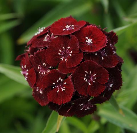 foto van een variëteit aan bloemen, te gebruiken als: Pot - en perkplant Dianthus barbatus Sweet Black Cherry