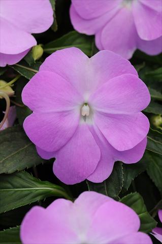 foto van een variëteit aan bloemen, te gebruiken als: Potplant, perkplant, patioplant, korfplant Impatiens N. Guinea Divine Blue Pearl