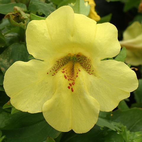 foto van een variëteit aan bloemen, te gebruiken als: Korf / Pot Mimulus x hybrida F.1 Maximus Lemon Yellow