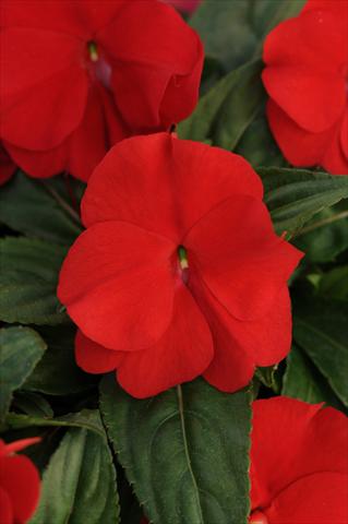 foto van een variëteit aan bloemen, te gebruiken als: Potplant, perkplant, patioplant, korfplant Impatiens N. Guinea Divine True Red