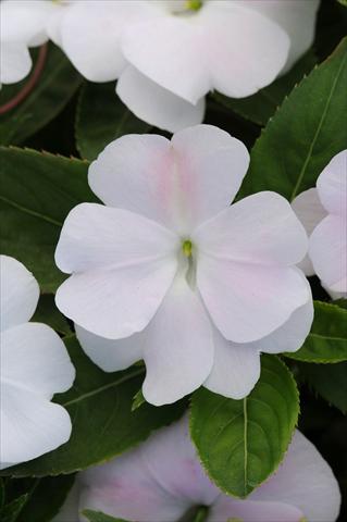 foto van een variëteit aan bloemen, te gebruiken als: Potplant, perkplant, patioplant, korfplant Impatiens N. Guinea Divine White Blush