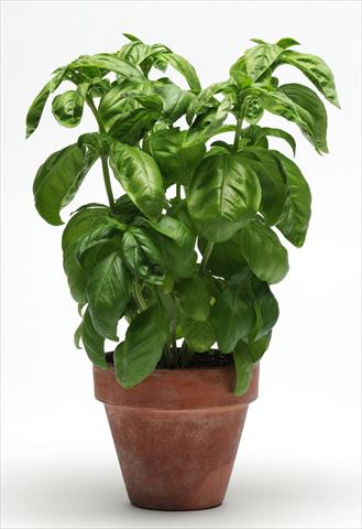 foto van een variëteit aan bloemen, te gebruiken als: Pot - en perkplant Ocimum basilicum SimplyHerbs Basil