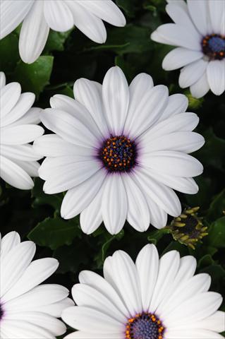 foto van een variëteit aan bloemen, te gebruiken als: Pot - en perkplant Osteospermum Akila White Improved
