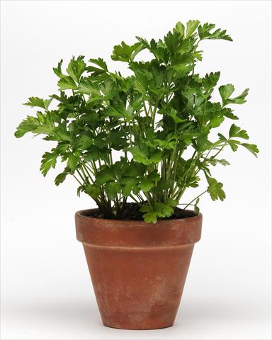 foto van een variëteit aan bloemen, te gebruiken als: Pot - en perkplant Petroselinum crispum SimplyHerbs Parsley