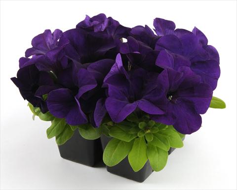 foto van een variëteit aan bloemen, te gebruiken als: Potplant, perkplant, patioplant, korfplant Petunia grandiflora Ez Rider Blue