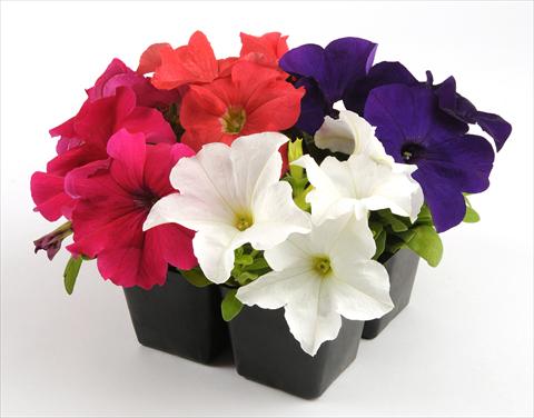foto van een variëteit aan bloemen, te gebruiken als: Potplant, perkplant, patioplant, korfplant Petunia grandiflora Ez Rider Chopper Mixture