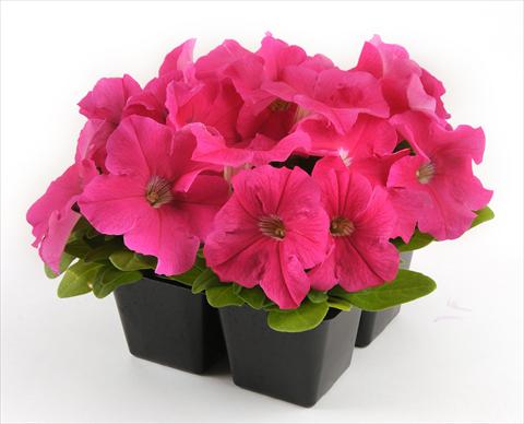 foto van een variëteit aan bloemen, te gebruiken als: Potplant, perkplant, patioplant, korfplant Petunia grandiflora Ez Rider Deep Pink