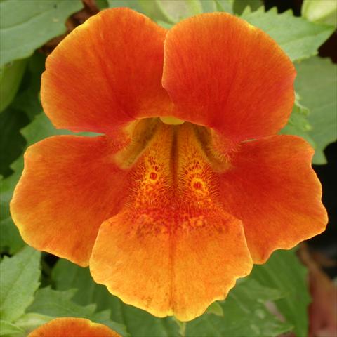 foto van een variëteit aan bloemen, te gebruiken als: Korf / Pot Mimulus x hybrida F.1 Maximus Orange