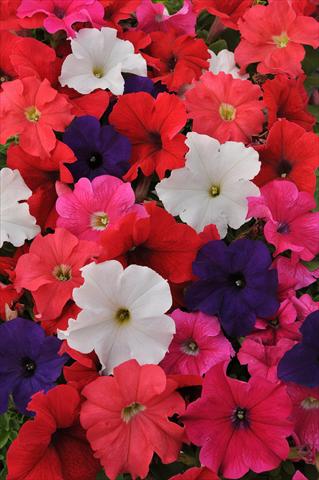 foto van een variëteit aan bloemen, te gebruiken als: Potplant, perkplant, patioplant, korfplant Petunia grandiflora Ez Rider Mixture