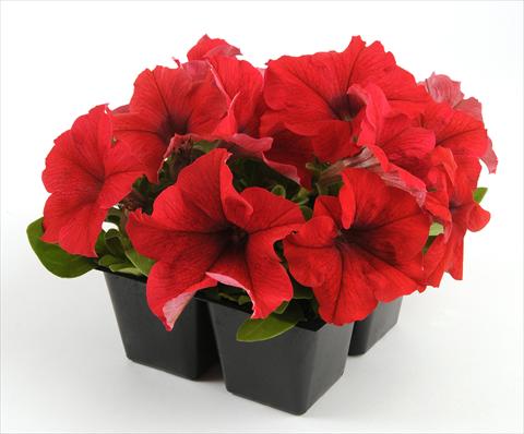 foto van een variëteit aan bloemen, te gebruiken als: Potplant, perkplant, patioplant, korfplant Petunia grandiflora Ez Rider Red