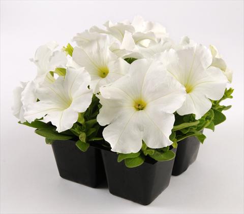 foto van een variëteit aan bloemen, te gebruiken als: Potplant, perkplant, patioplant, korfplant Petunia grandiflora Ez Rider White