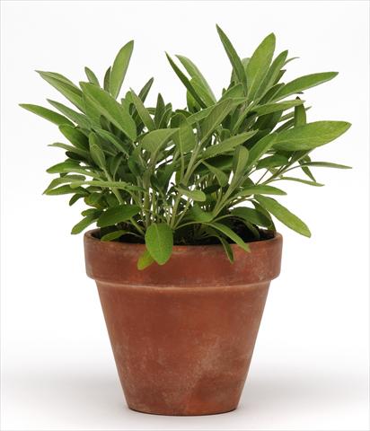 foto van een variëteit aan bloemen, te gebruiken als: Pot - en perkplant Salvia officinalis SimplyHerbs Sage