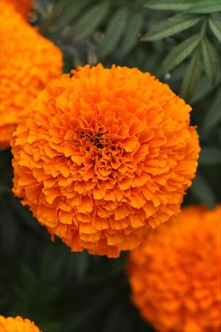 foto van een variëteit aan bloemen, te gebruiken als: Perkplant, potplant of korfplant Tagetes erecta African Garland Orange