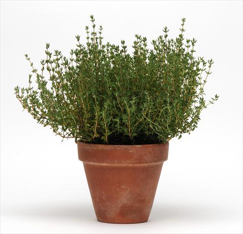 foto van een variëteit aan bloemen, te gebruiken als: Pot - en perkplant Thymus vulgaris SimplyHerbs Thyme