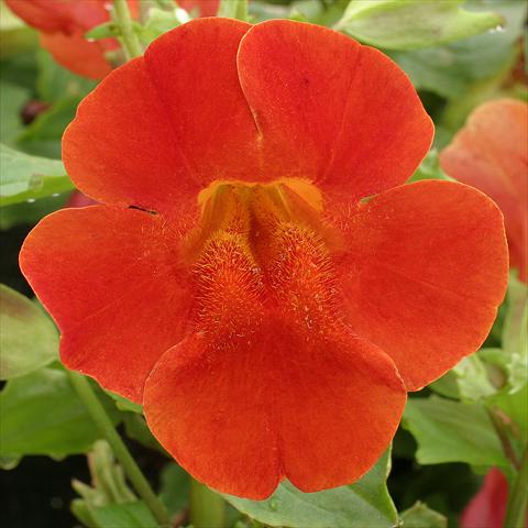 foto van een variëteit aan bloemen, te gebruiken als: Korf / Pot Mimulus x hybrida F.1 Maximus Red Shades