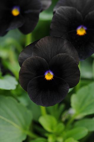 foto van een variëteit aan bloemen, te gebruiken als: Pot - en perkplant Viola cornuta Sorbet™ Black Delight Improved