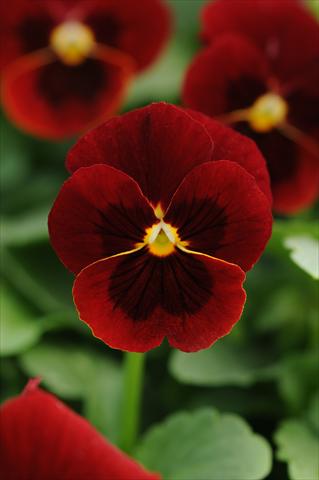 foto van een variëteit aan bloemen, te gebruiken als: Pot - en perkplant Viola cornuta Sorbet™ Red Blotch