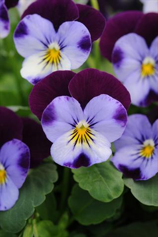 foto van een variëteit aan bloemen, te gebruiken als: Pot - en perkplant Viola cornuta Sorbet™ XP Denim Jump Up