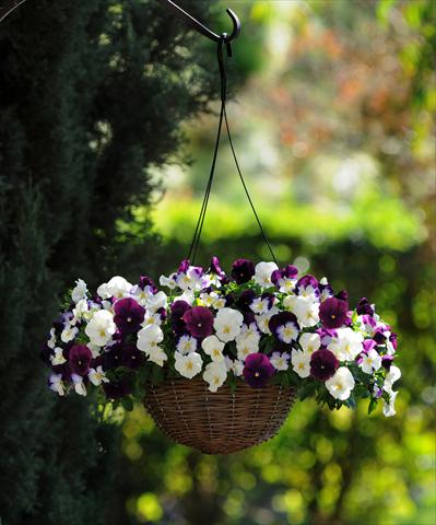 foto van een variëteit aan bloemen, te gebruiken als: Pot - en perkplant Viola wittrockiana Cool Wave Berries 