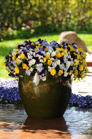 foto van een variëteit aan bloemen, te gebruiken als: Pot - en perkplant Viola wittrockiana Cool Wave Pastel Mixture