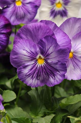 foto van een variëteit aan bloemen, te gebruiken als: Pot - en perkplant Viola wittrockiana Matrix Lavender Shades