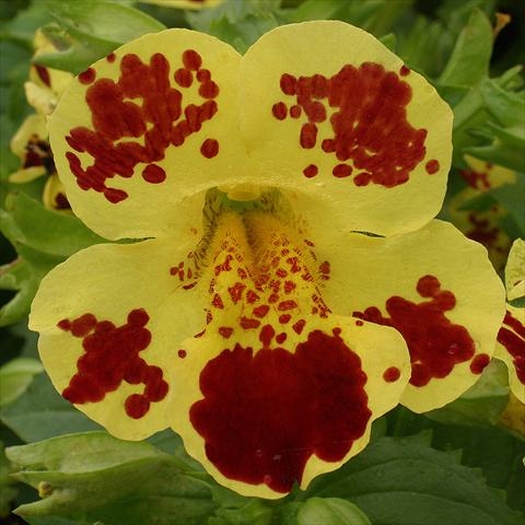 foto van een variëteit aan bloemen, te gebruiken als: Korf / Pot Mimulus x hybrida F.1 Maximus Yellow Blotch