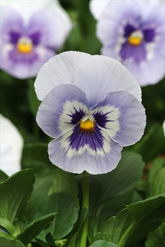 foto van een variëteit aan bloemen, te gebruiken als: Pot - en perkplant Viola wittrockiana Panola XP Marina Improved