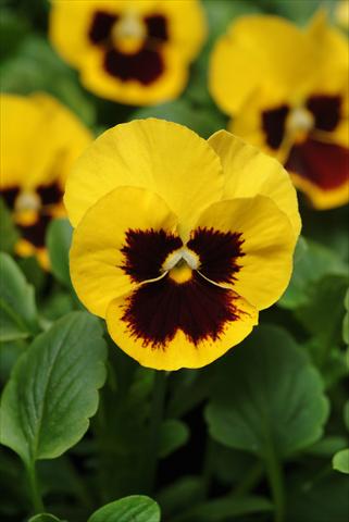 foto van een variëteit aan bloemen, te gebruiken als: Pot - en perkplant Viola wittrockiana Panola XP Yellow Blotch Improved
