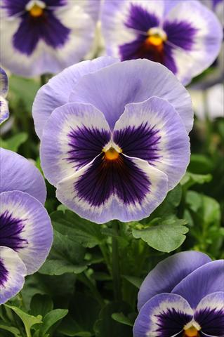foto van een variëteit aan bloemen, te gebruiken als: Pot - en perkplant Viola wittrockiana Spring Matrix Blue Wing