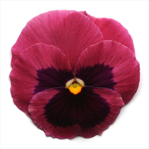 foto van een variëteit aan bloemen, te gebruiken als: Pot - en perkplant Viola wittrockiana Spring Matrix Rose Blotch