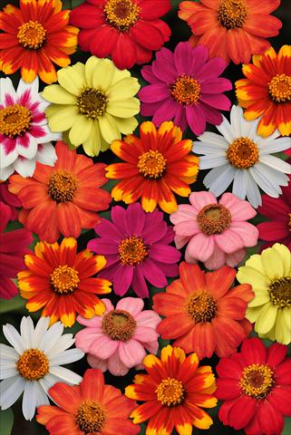 foto van een variëteit aan bloemen, te gebruiken als: Perkplant / Borders Zinnia marylandica Zahara Mixture Improved
