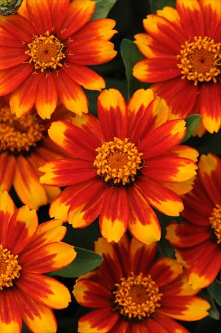foto van een variëteit aan bloemen, te gebruiken als: Perkplant / Borders Zinnia marylandica Zahara Sunburst