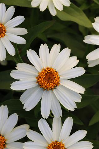 foto van een variëteit aan bloemen, te gebruiken als: Perkplant / Borders Zinnia marylandica Zahara White Improved