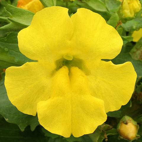 foto van een variëteit aan bloemen, te gebruiken als: Korf / Pot Mimulus x hybrida F.1 Maximus Yellow