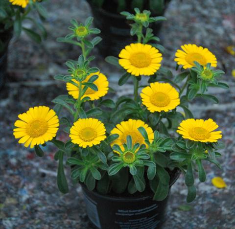 foto van een variëteit aan bloemen, te gebruiken als: Pot - en perkplant Asteriscus maritimus Asteriscus maritimus