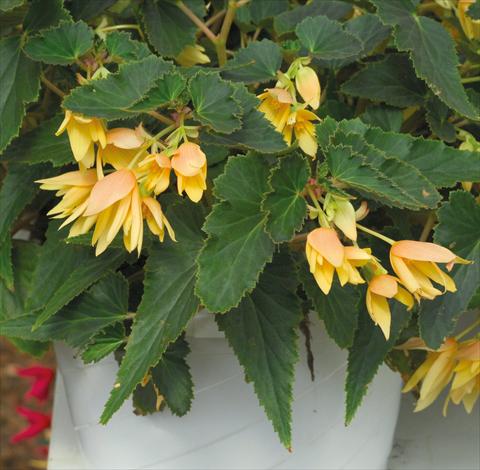 foto van een variëteit aan bloemen, te gebruiken als: Perkplant, potplant of korfplant Begonia boliviensis Crackling Fire® Light Yellow
