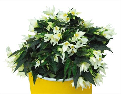 foto van een variëteit aan bloemen, te gebruiken als: Perkplant, potplant of korfplant Begonia boliviensis Crackling Fire® White