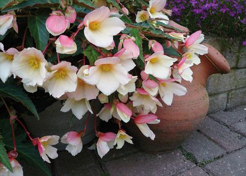 foto van een variëteit aan bloemen, te gebruiken als: Perkplant, potplant of korfplant Begonia boliviensis Sparkler® White Blush