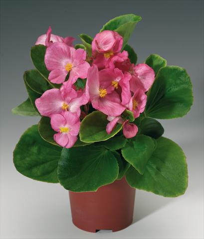 foto van een variëteit aan bloemen, te gebruiken als: Pot - en perkplant Begonia semperflorens Volumia Pink