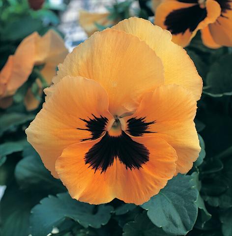 foto van een variëteit aan bloemen, te gebruiken als: Potplant, perkplant, patioplant Viola wittrockiana Magnum Orange Blotch