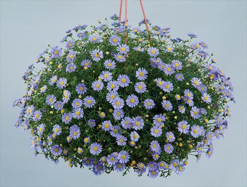 foto van een variëteit aan bloemen, te gebruiken als: Pot - en perkplant Brachyscome blu