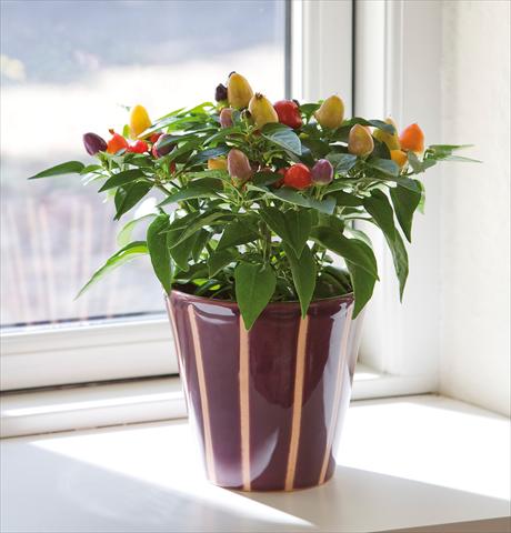 foto van een variëteit aan bloemen, te gebruiken als: Pot - en perkplant Capsicum annuum Harlequin
