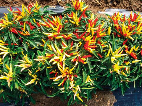 foto van een variëteit aan bloemen, te gebruiken als: Pot - en perkplant Capsicum annuum lingua di fuoco