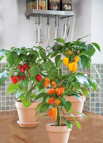foto van een variëteit aan bloemen, te gebruiken als: Pot - en perkplant Capsicum annuum Snack pepper mix
